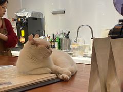 -有猫主题·治愈系猫咖(曾厝垵店)