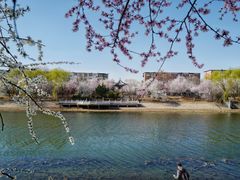 -桃花堤公园