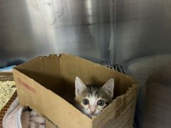 -芭比堂动物医院(广州爱宠下渡路分院)