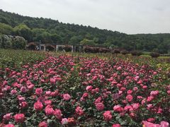 -龙寺生态园