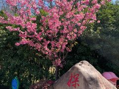-顾村公园