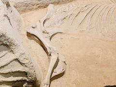 -洛阳周王城天子驾六博物馆