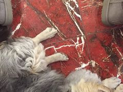 -多卡布奇宠物生活馆(上林世家店)