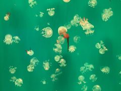 -福州罗源湾海洋世界旅游区