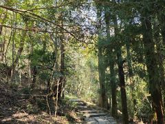 -天目山大树王景区