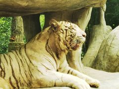 -北京野生动物园