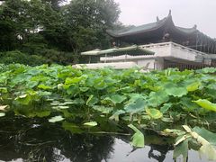 -桂湖森林公园