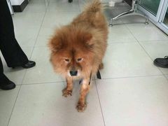 -康乐宝动物医院