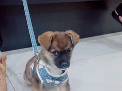 -艾贝尔宠物医院·24H转诊中心·肿瘤猫专科(江宁双龙店)