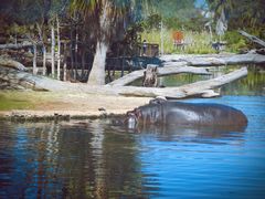 -威勒比开放式动物园