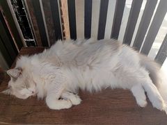 -豆逗聊愈猫阁Easy Life