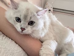 -宠物星动物医院·眼科·异宠·猫科(江南大道总院)