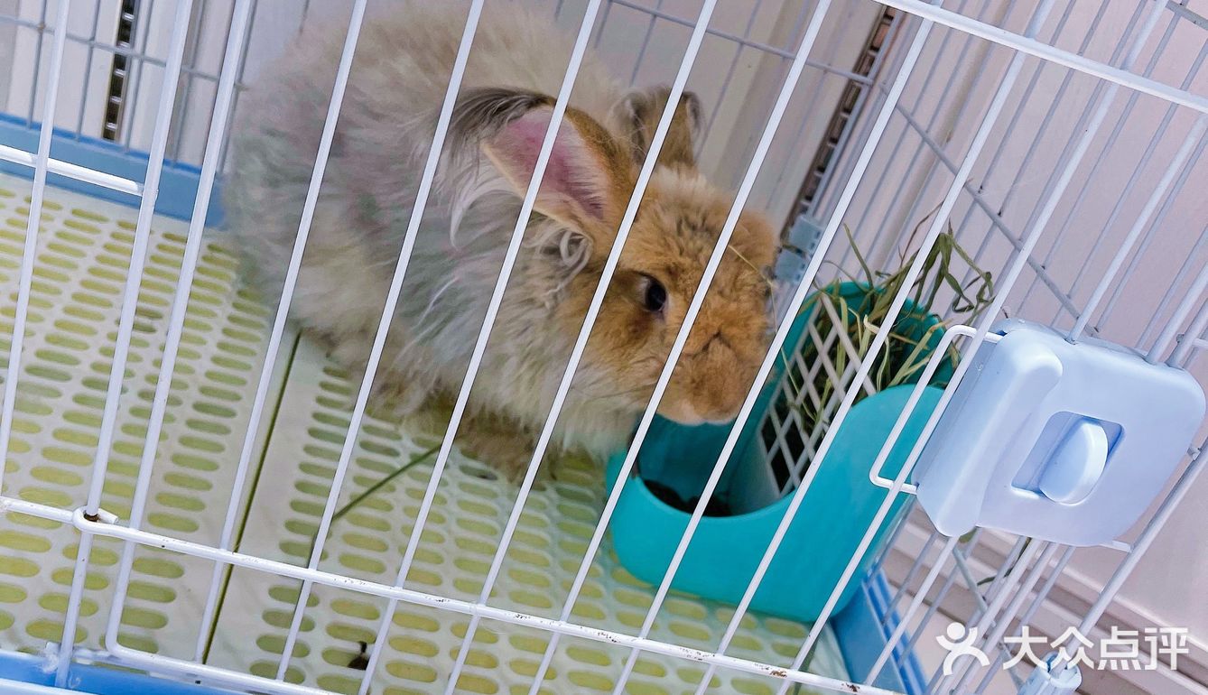 深圳首家｜遇见萌宠体验馆🐰