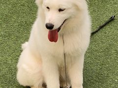 -宠物寄养训练学校