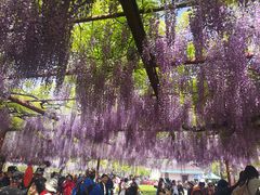 -嘉定紫藤园