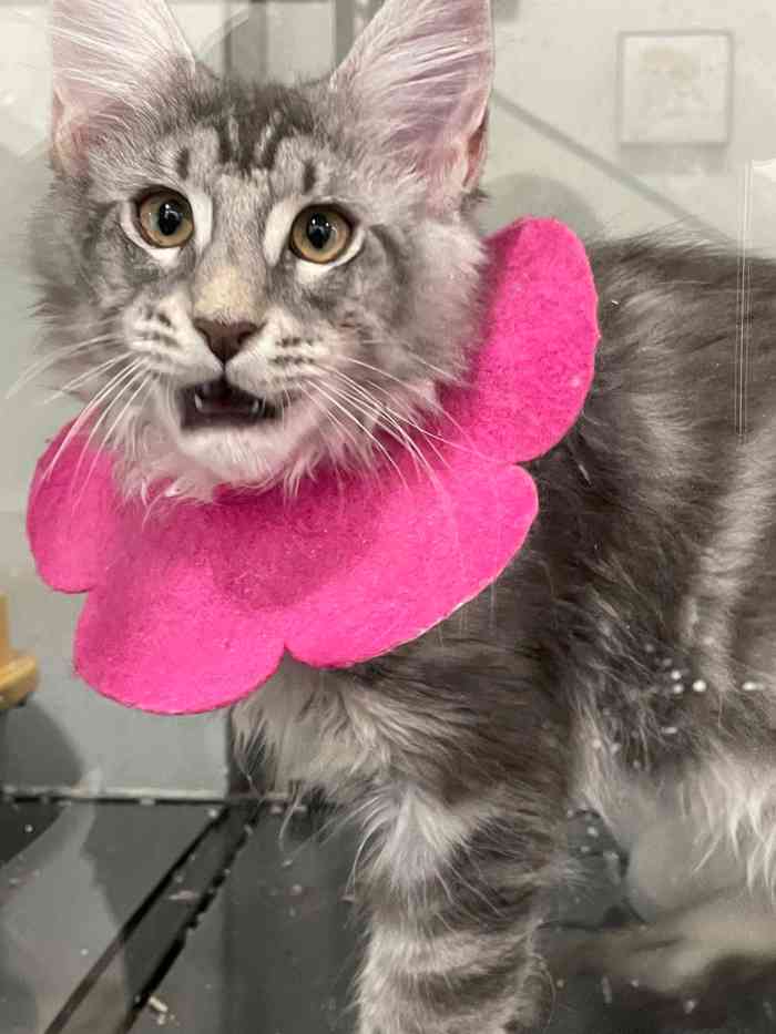 catmoss国际血统布偶猫舍(莲花路店)-"【项目】洗澡离家很近的一家猫