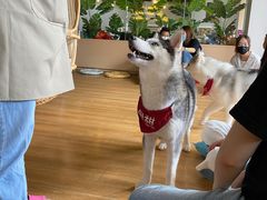 -Husky Go! 哈士奇体验馆·宠物咖啡厅狗咖