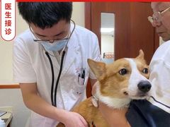 -艾贝尔宠物医院 ·内科全科(梁溪路店)