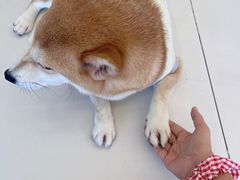 -怪兽屋·羊驼·猫咖·狗咖(俊华广场店)