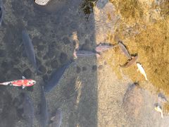 -水前寺成趣园