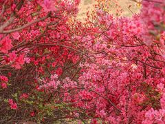 -木兰云雾山