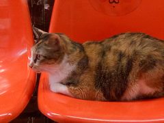 -猫咪博物馆(顶澳仔猫街店)