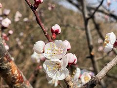 -香山公园