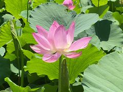 -莲花池公园