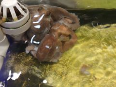 -诱货海鲜自助火锅(爱琴海购物公园东百店)