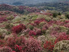 -贵州百里杜鹃风景名胜区