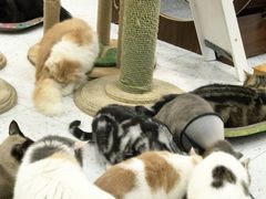 -喵园·猫主题咖啡厅·撸猫·猫咖(国贸店)