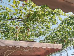 -金谷域澳洲庄园