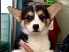 -皇家名犬舍