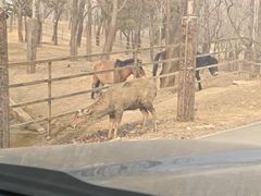 -秦皇岛野生动物园