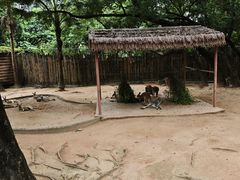 -深圳野生动物园