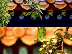 -故宫博物院(故宫)