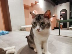-猫儿山۰猫主题餐厅