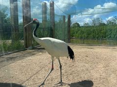 -盐城丹顶鹤湿地生态旅游区