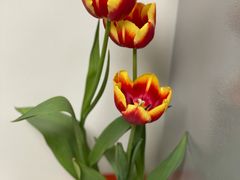 -李村大集