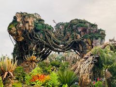 -奥兰多迪士尼动物王国乐园