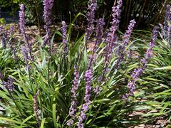 -墨尔本皇家植物园