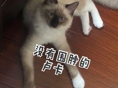 -翊宠yipet猫狗购宠庄园犬舍•猫舍