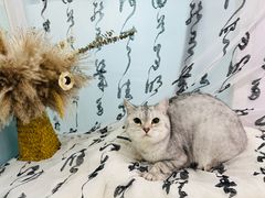-爱洗澡的猫(望京店)