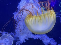-珠海长隆海洋王国
