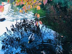 -北海道厅旧本厅舍(旧本庁舎)