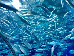 -上海海洋水族馆