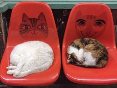 -猫咪博物馆(顶澳仔猫街店)