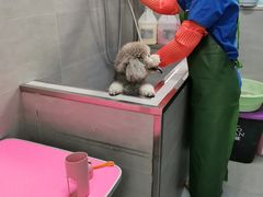 -宠福鑫康馨动物医院·骨科·眼科