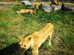-西安秦岭野生动物园