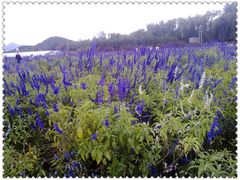 景点-北京东方普罗旺斯薰衣草庄园